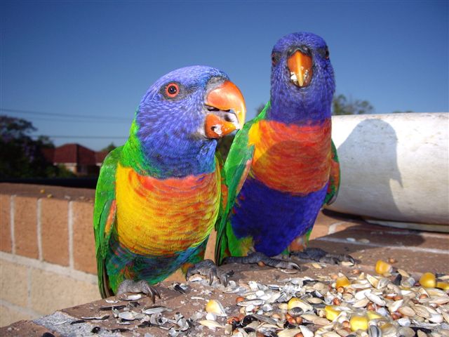 Karmienie papugi